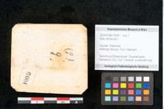 Foto (Objekt + Etikett) von Salix arbuscula L. (NHMW-GEO-2024-0188-11604)